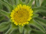 Asteriscus aquaticus / Daisy or Sunflower