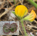 Anthyllis circinnata / Pea or Bean