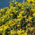 Anthyllis hermanniae subsp. melitensis / Pea or Bean