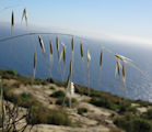 Avena barbata / Grass