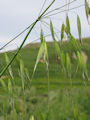 Avena sativa / Grass