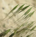 Avena sterilis subsp. ludoviciana / Grass