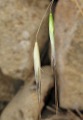Avena sterilis subsp. sterilis / Grass