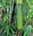 Bambusa vulgaris / Grass