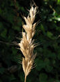 Bromus alopecuros / Grass