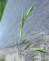 Bromus catharticus / Grass