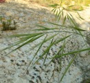 Bromus diandrus / Grass