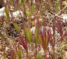 Bromus fasciculatus / Grass