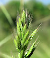 Bromus hordeaceus subsp. divaricatus / Grass