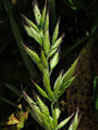 Bromus hordeaceus subsp. hordeaceus / Grass