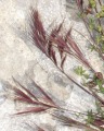 Bromus madritensis / Grass
