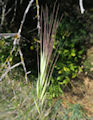 Bromus rigidus / Grass