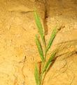 Brachypodium distachyon / Grass