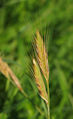 Brachypodium hybridum / Grass