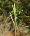 Brachypodium retusum / Grass