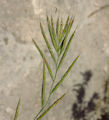 Brachypodium sylvaticum / Grass