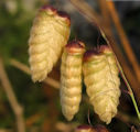 Briza maxima / Grass