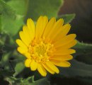 Calendula arvensis / Daisy or Sunflower