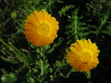 Calendula suffruticosa subsp. fulgida / Daisy or Sunflower