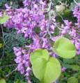 Cercis siliquastrum / Pea or Bean