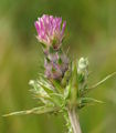 Carduus pycnocephalus subsp. marmoratus / Daisy or Sunflower