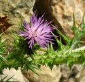 Carduus pycnocephalus subsp. pycnocephalus / Daisy or Sunflower