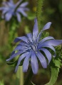 Cichorium endivia / Daisy or Sunflower