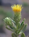 Chiliadenus bocconei / Daisy or Sunflower