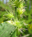 Cenchrus echinatus / Grass
