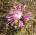 Centaurea diluta / Daisy or Sunflower