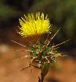 Centaurea melitensis / Daisy or Sunflower