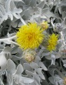 Centaurea ragusina / Daisy or Sunflower