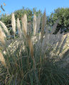 Cortaderia selloana / Grass