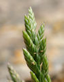 Catapodium marinum / Grass