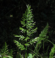 Catapodium rigidum subsp. majus / Grass