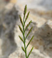 Catapodium rigidum subsp. rigidum / Grass