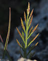 Catapodium zwierleinii / Grass