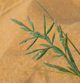 Cutandia maritima / Grass