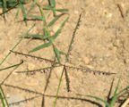 Cynodon dactylon / Grass