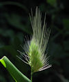 Cynosurus echinatus / Grass