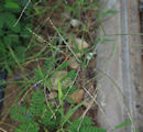 Digitaria ciliaris / Grass