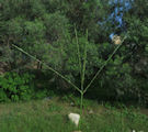 Digitaria sanguinalis / Grass