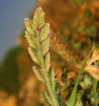 Desmazeria sicula / Grass
