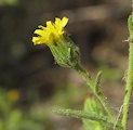Dittrichia graveolens / Daisy or Sunflower