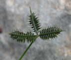 Dactyloctenium aegyptium / Grass