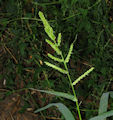 Echinochloa crus-galli / Grass