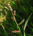 Echinochloa colonum / Grass