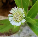 Eclipta prostrata / Daisy or Sunflower