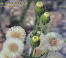 Erigeron bonariensis / Daisy or Sunflower