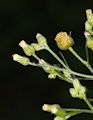 Erigeron canadensis / Daisy or Sunflower